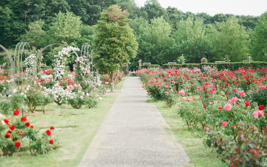 Let Nature Surround You: Outdoor Adventures and Parks in Natchez with Little Easy Tours